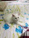 Persian cat